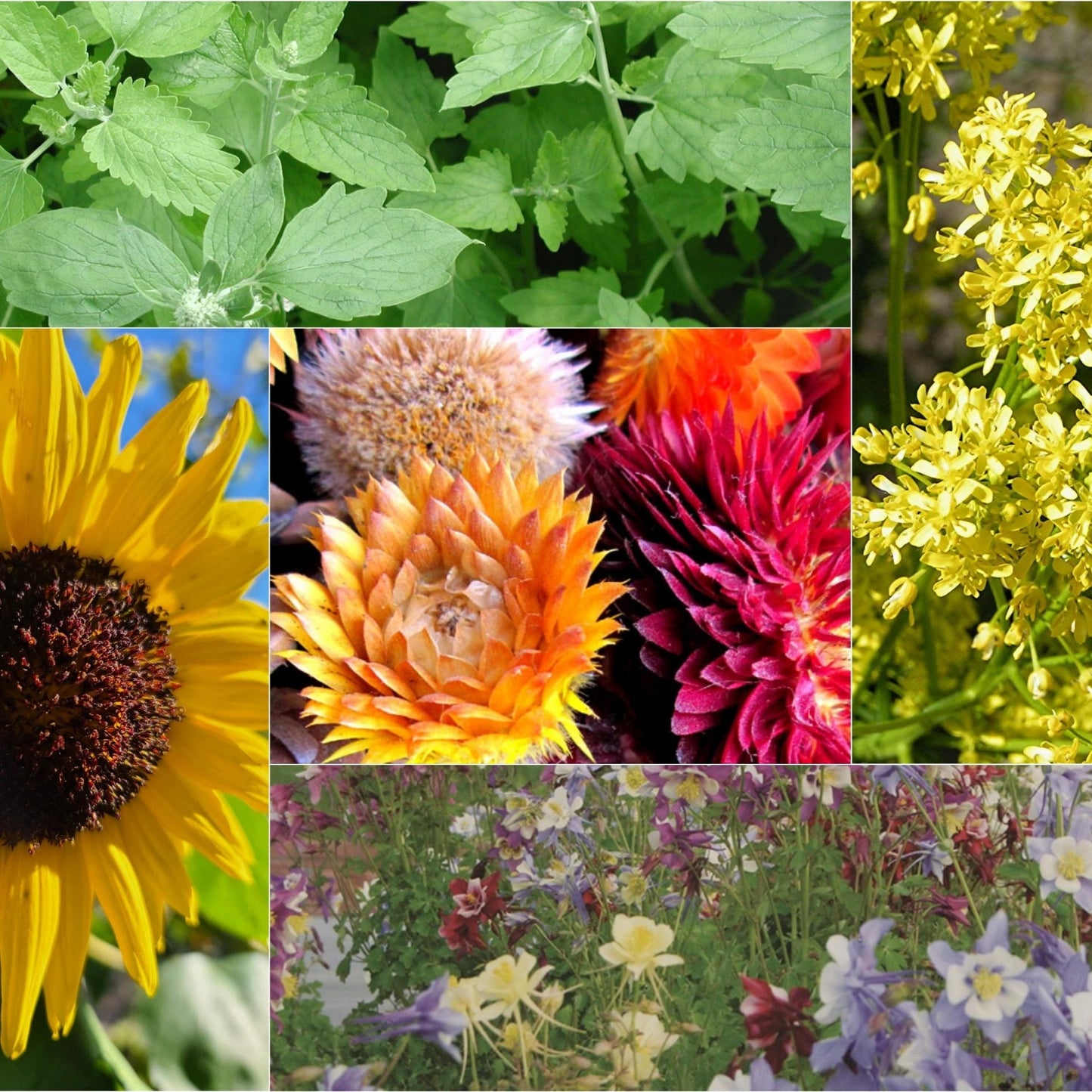 The Pollinators Paradise Collection