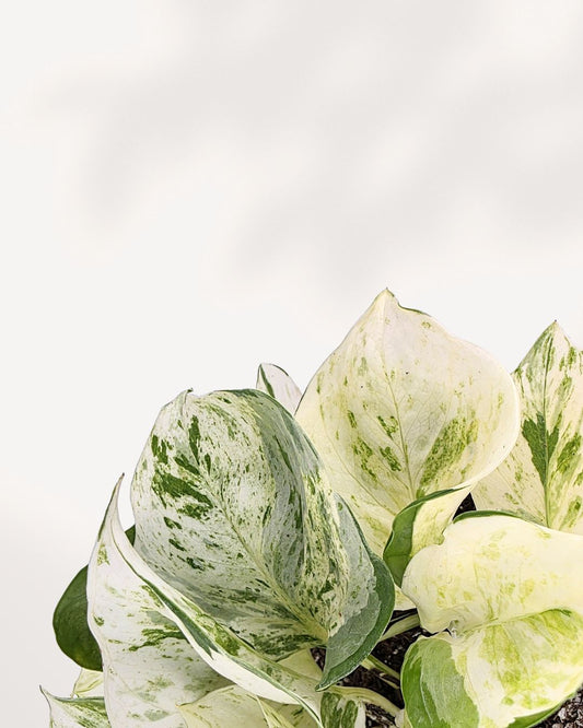 Pothos Majula - Epipremnum Aureum Manjula