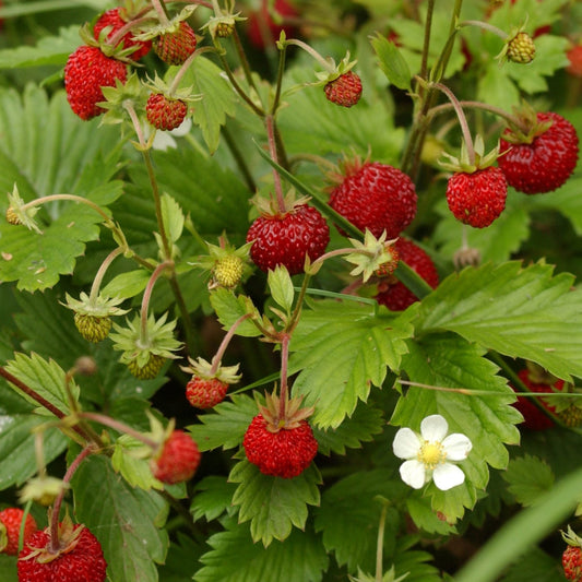 Woodland Strawberry (Red Alpine)