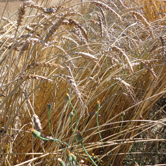 Red Fife Wheat