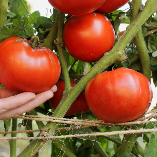 Red Beefsteak Tomato