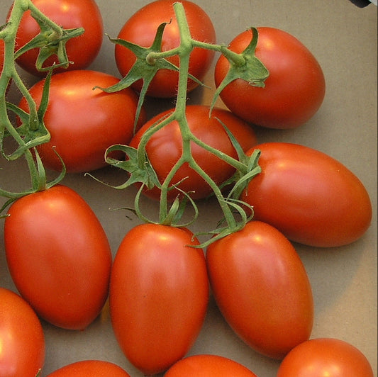 Red Roma Tomato