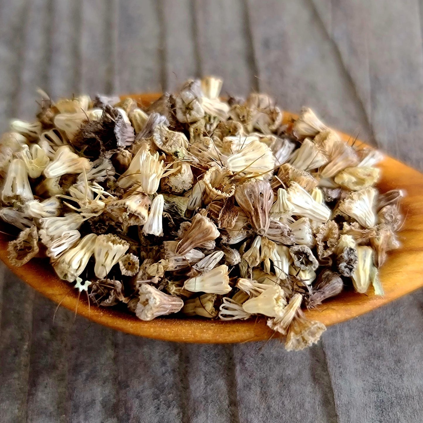 Pin Cushion Flower (Scabiosa)