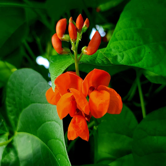 Scarlet Runner Pole Bean