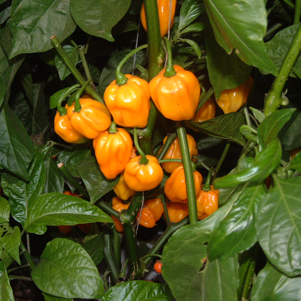 Scotch Bonnet Pepper