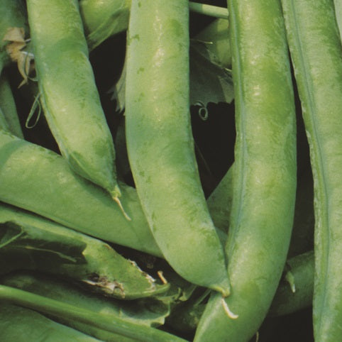 Shelling Pea