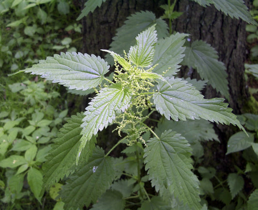 Stinging Nettle Rootstock