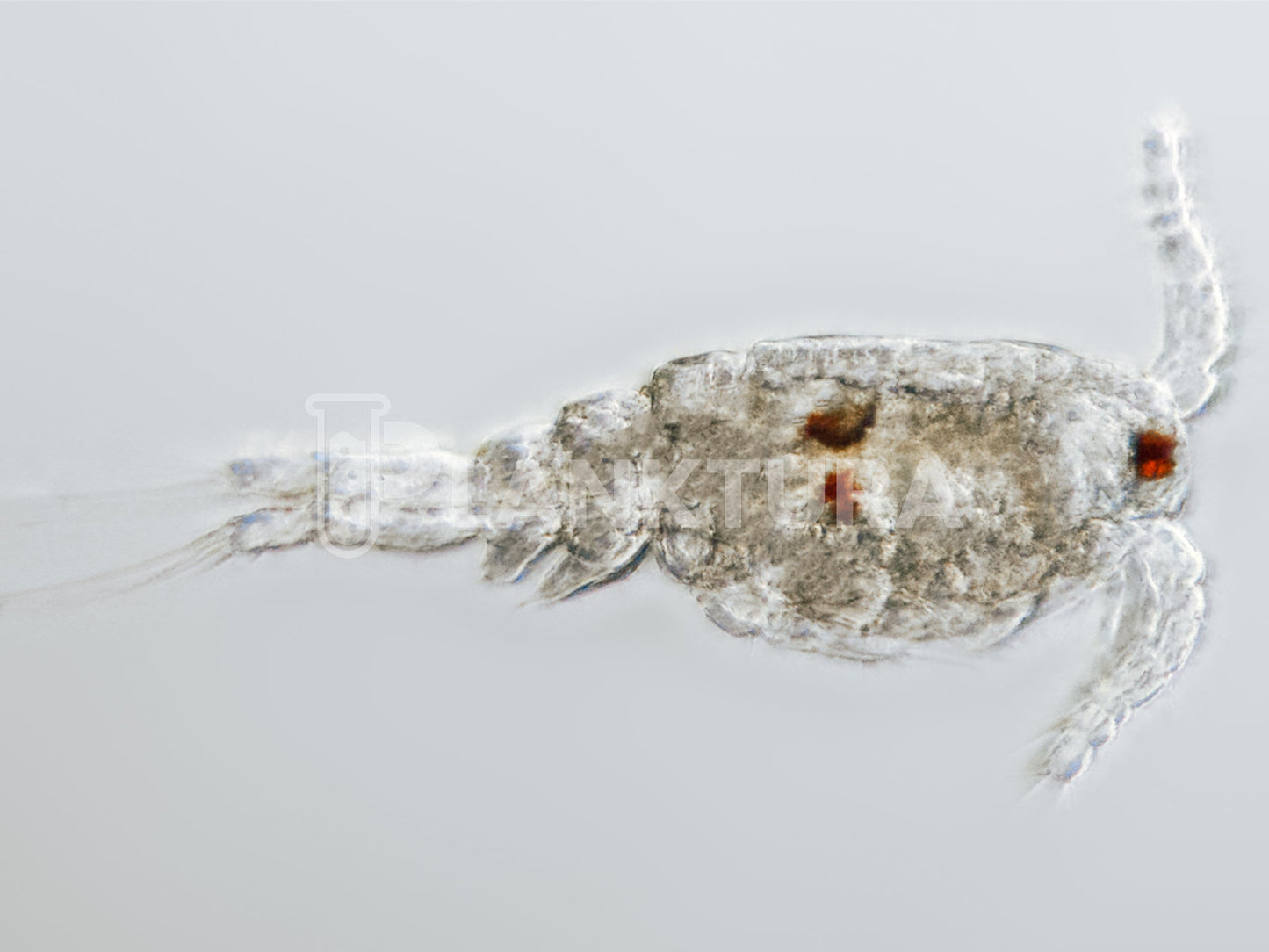 Tisbe Live Copepods - Reef Pulse