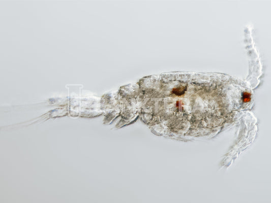 Tisbe Live Copepods - Reef Pulse