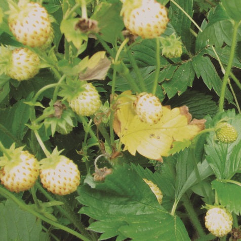 White Alpine Strawberry