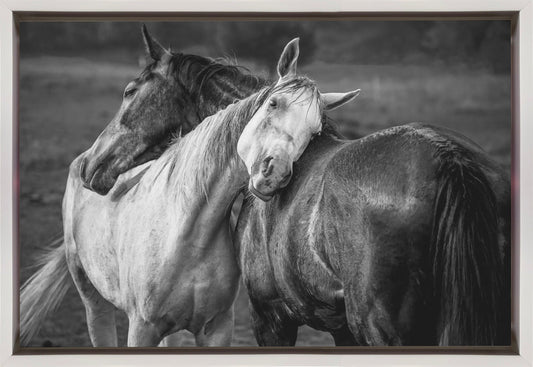 Wall art Warm rain Horses Canvas Print