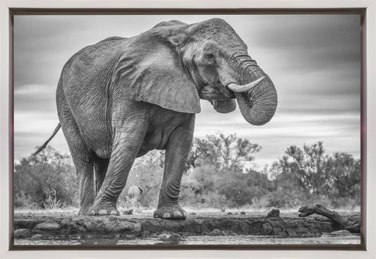 Wall art Standing Proud. Elephant
