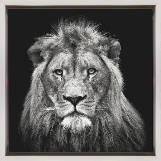 Wall art Young Male Lion Canvas Print