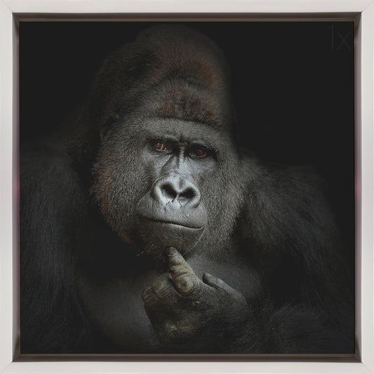 Wall Art ego cogito, ergo sum