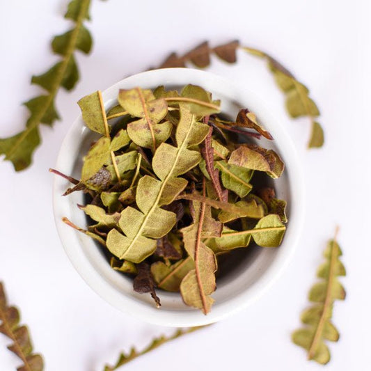 Comptonie Voyageuse, feuille