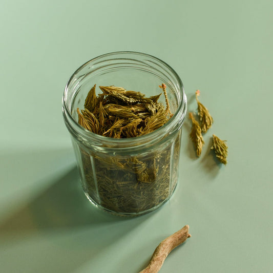 Épinette blanche, pousse