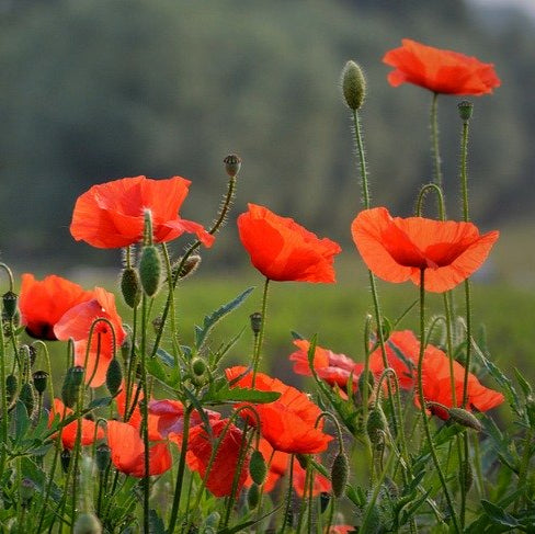 Flanders Poppy