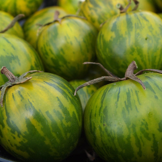 Green Zebra Tomato