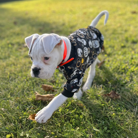 Collier en Biothane pour chat - fait main au Québec