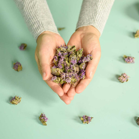 Monarde fistuleuse, fleur