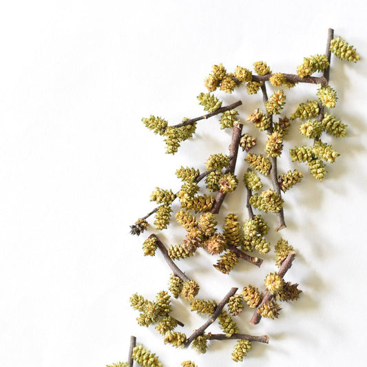 Myrique baumier, chaton