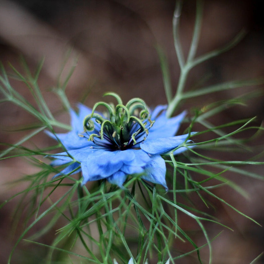 Nigella