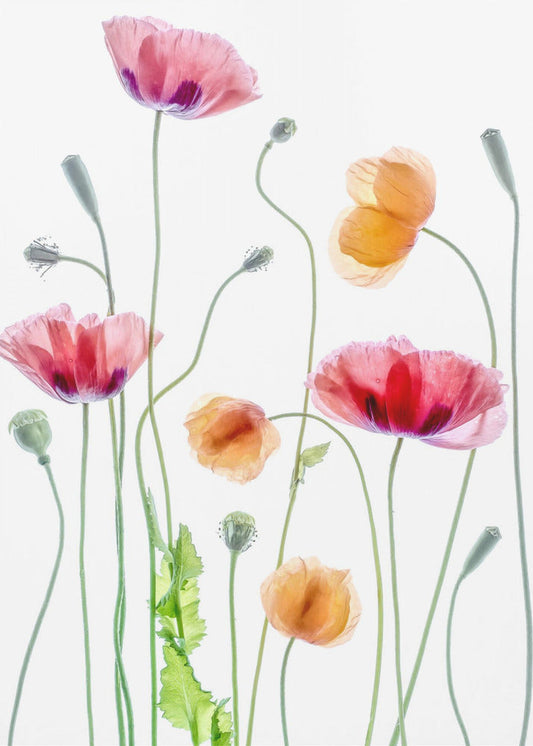 Wall art Poppies1