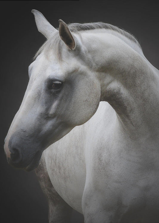 Wall art Maggie. Horse