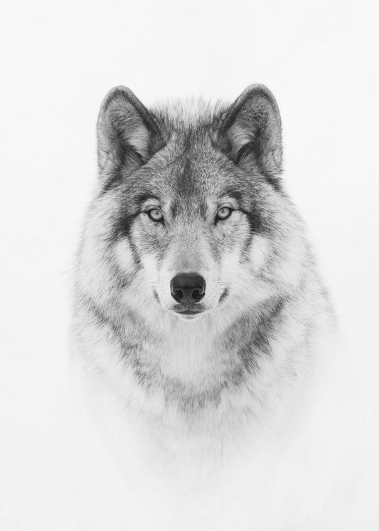 Portrait of a Timber Wolf