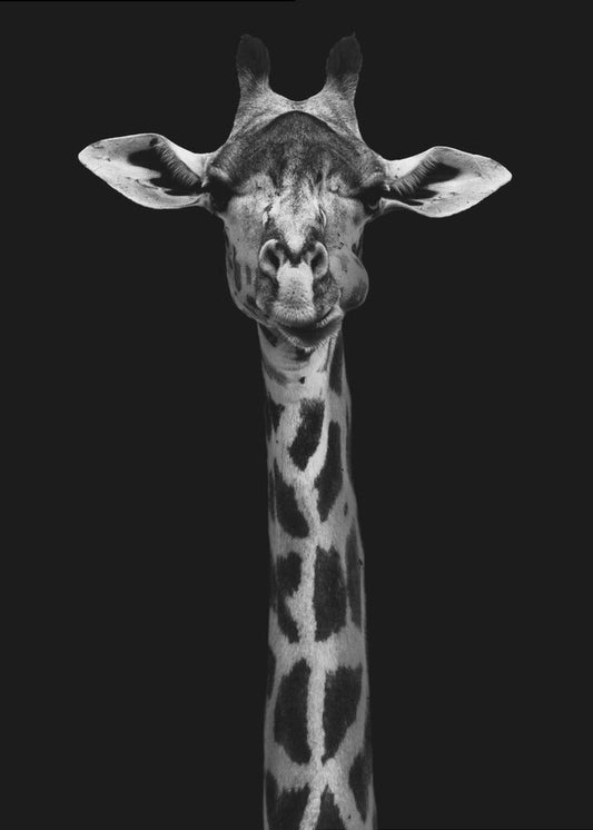 Wall Art Giraffe Portrait