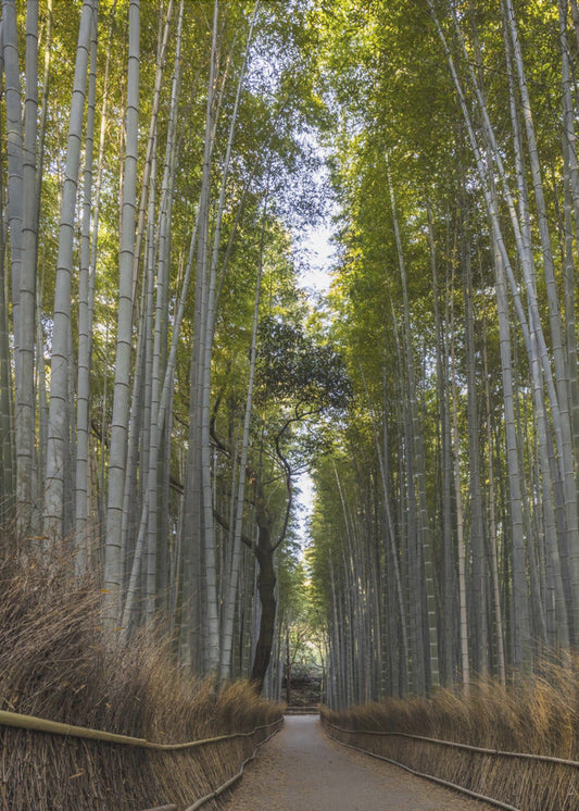 Wall art Mighty Arashiyama bamboo forest