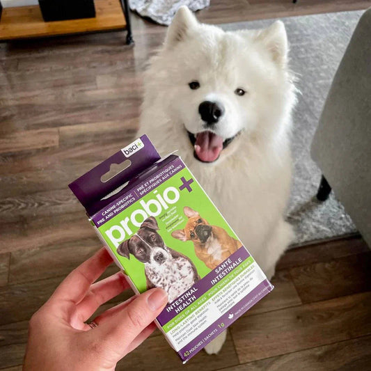 Solutions Probio – Pré & Probiotiques Naturels pour Chiens & Chiots