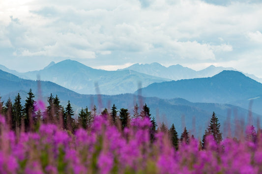 Wild-Harvested Canadian Fireweed Tea