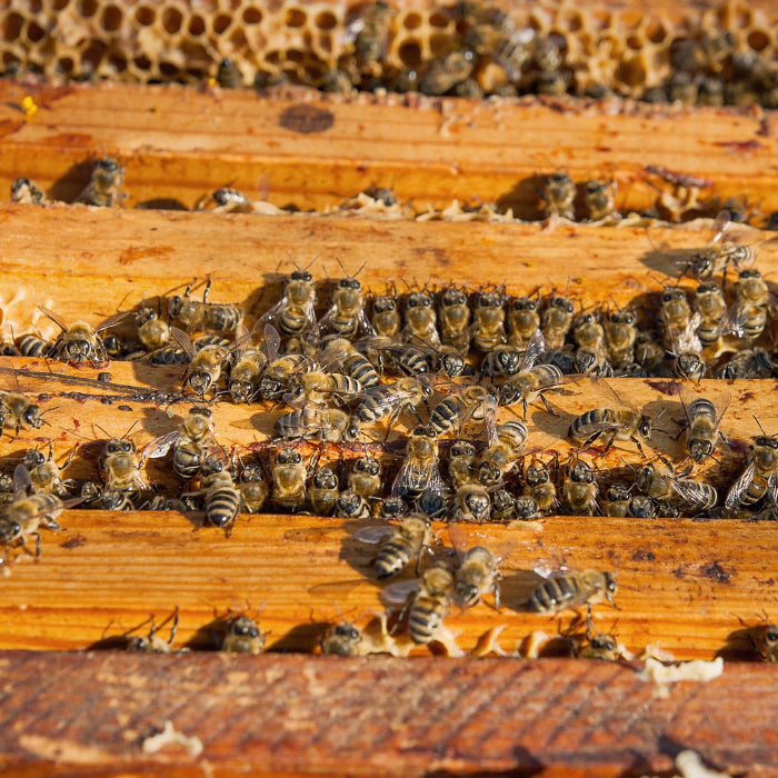Pure Ukrainian Buckwheat Honey 250g