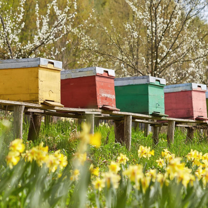 Pure Ukrainian Acacia Honey Sticks Box 600g (50x12g)