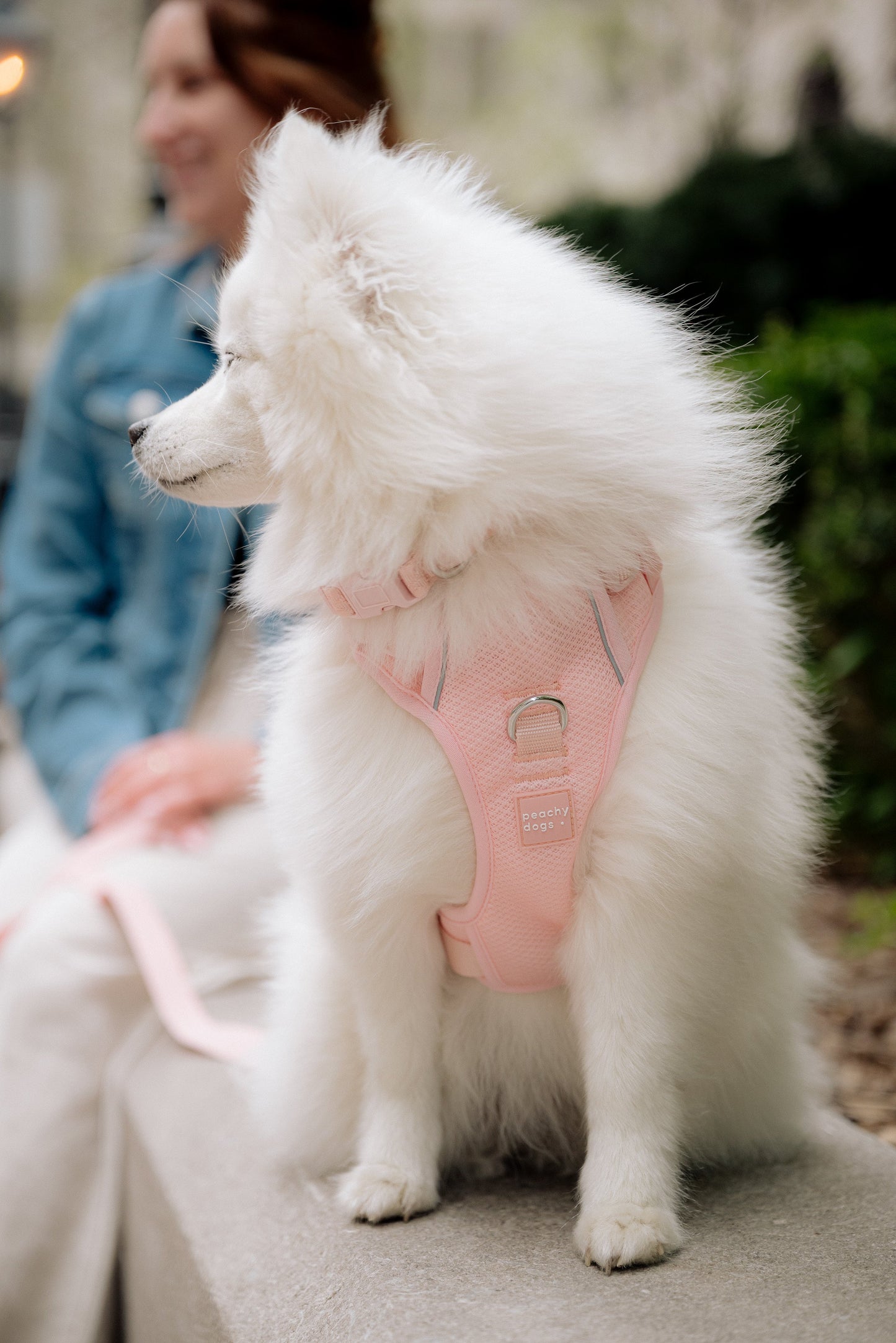 Daily Collar - Lychee