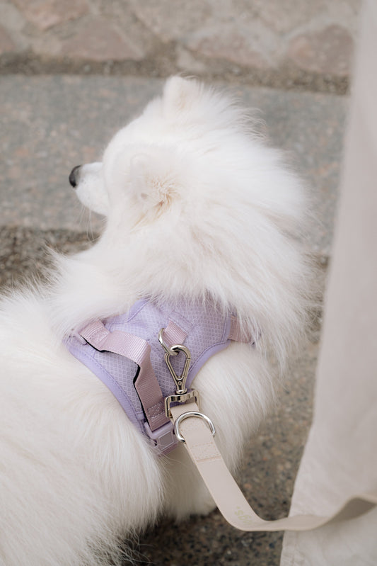Classic 2.0 Harness Lila