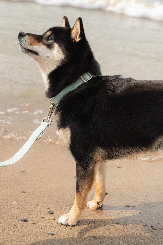 Easy Collar - Breeze