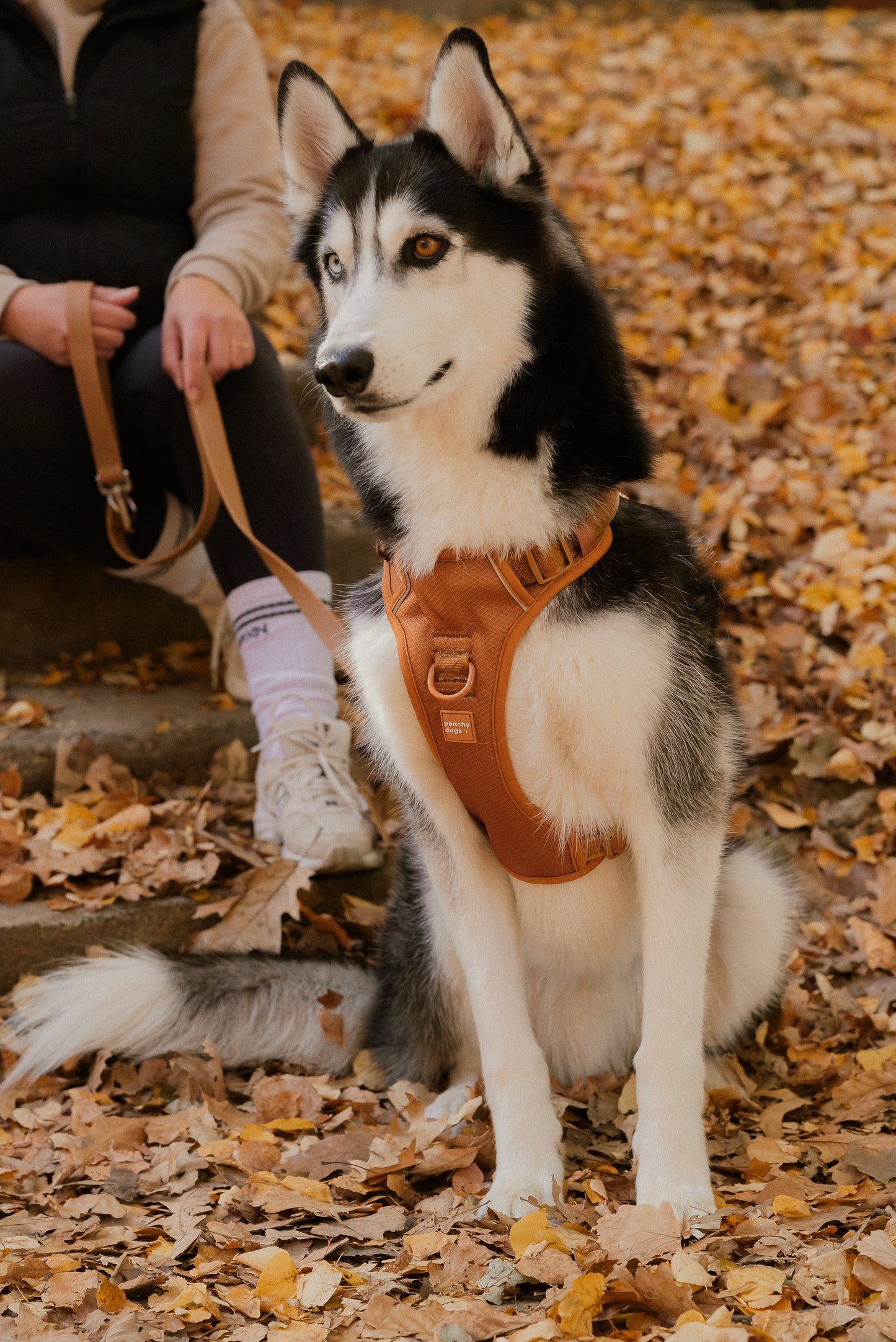 Classic 2.0 Harness Dulce