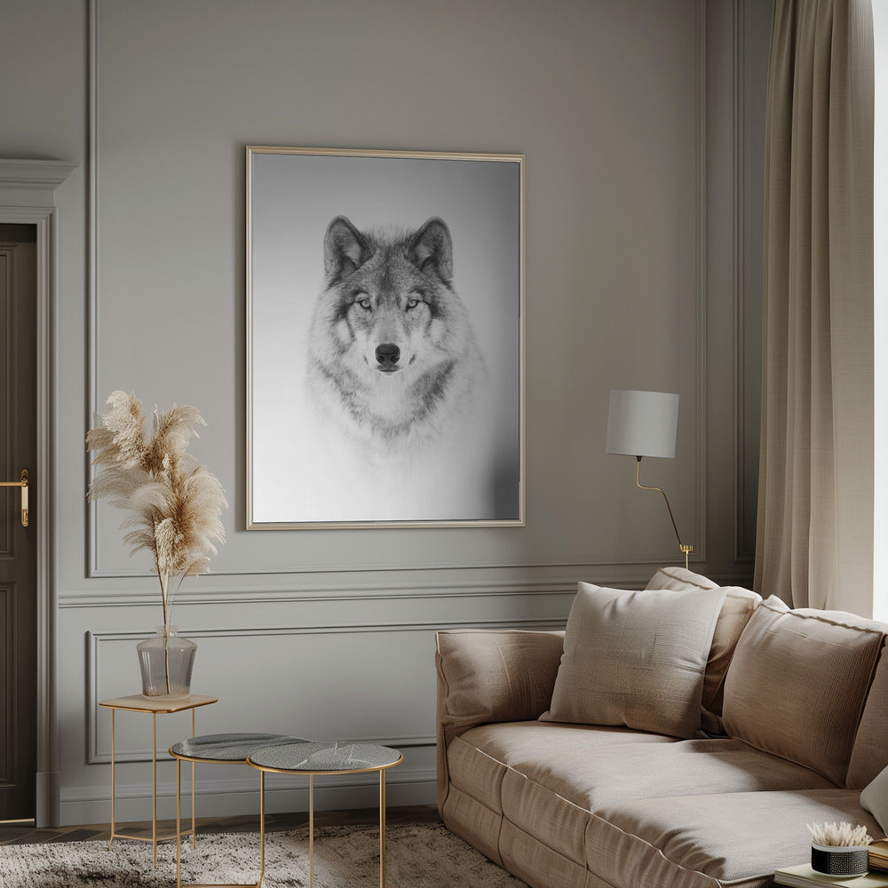 Portrait of a Timber Wolf