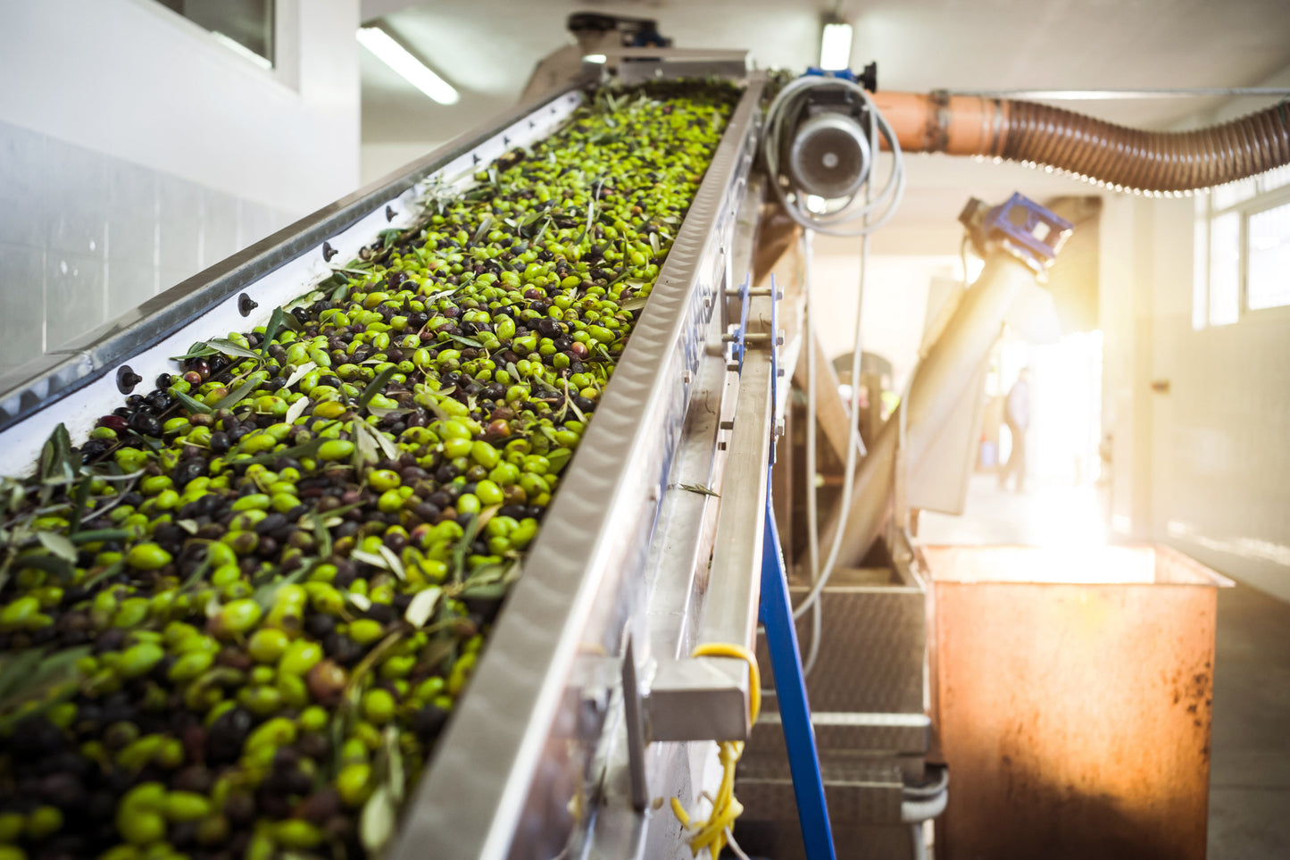 Extra Virgin Olive Oil, 100% ITALIAN Olives, 500 ml