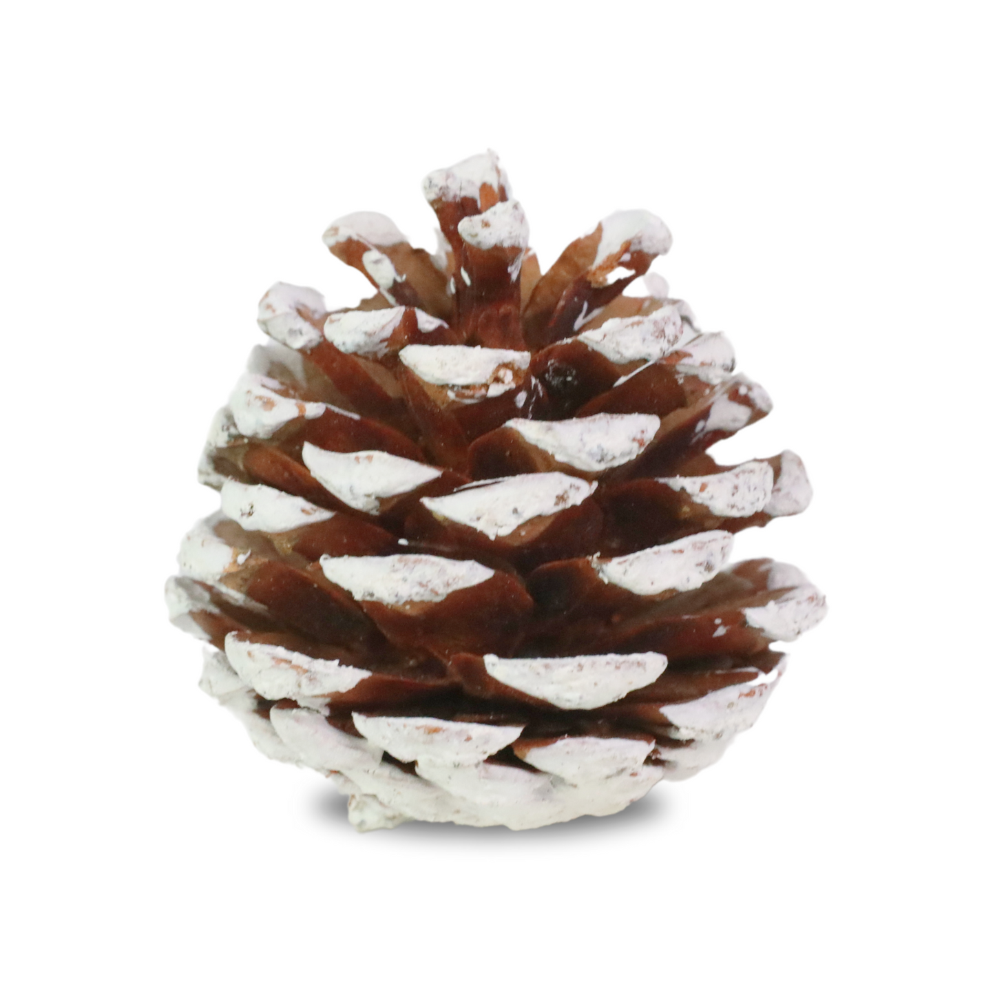 Pinecones - Natural & Frosted