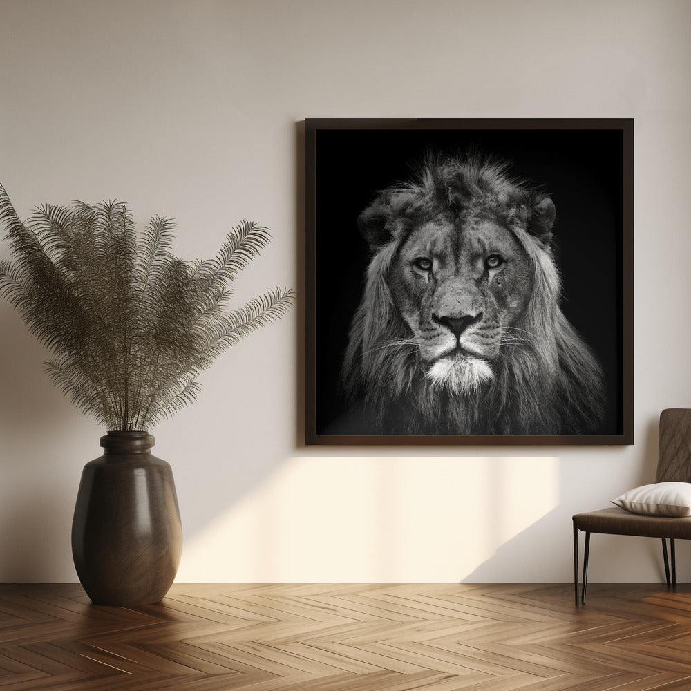 Wall art Young Male Lion Canvas Print