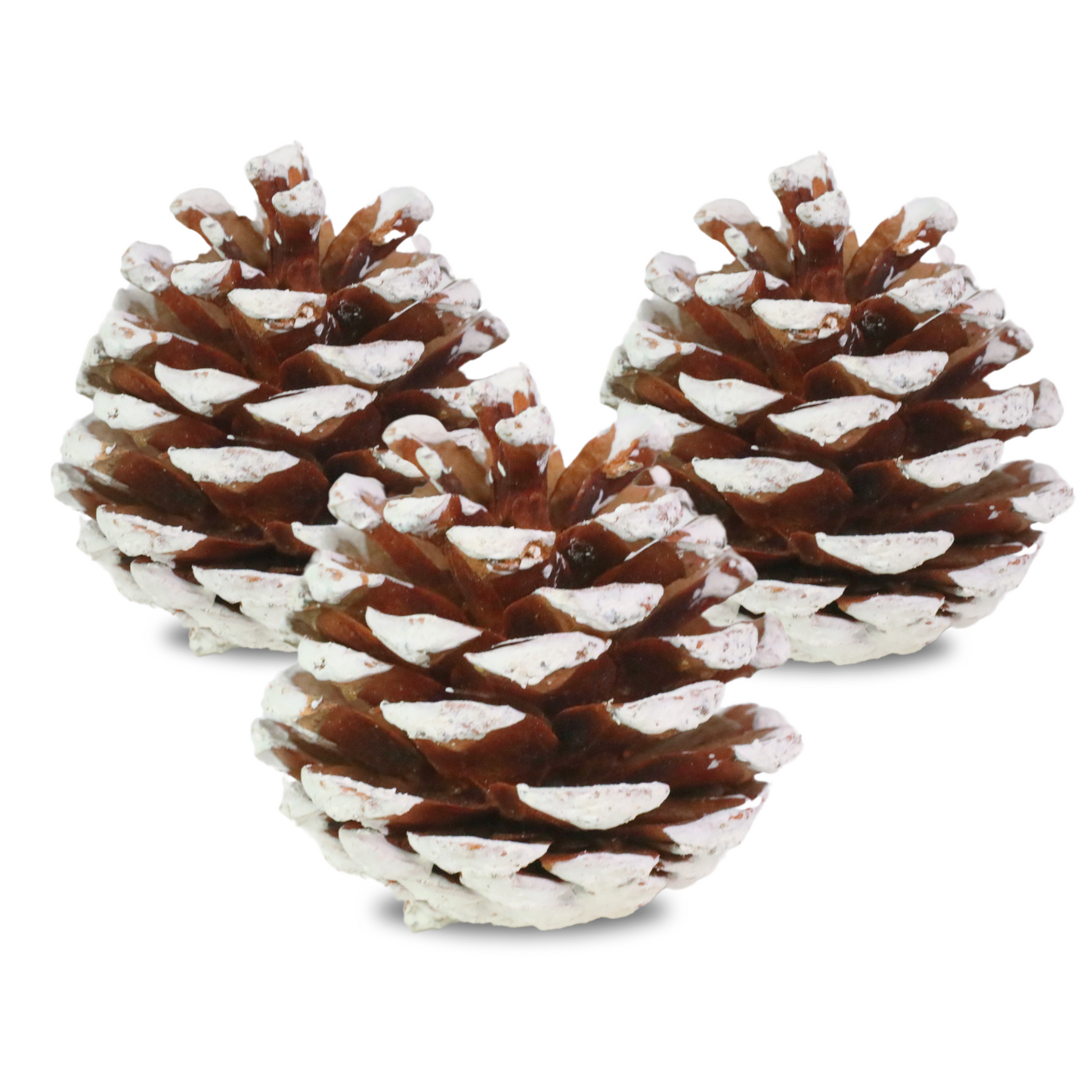 Pinecones - Natural & Frosted