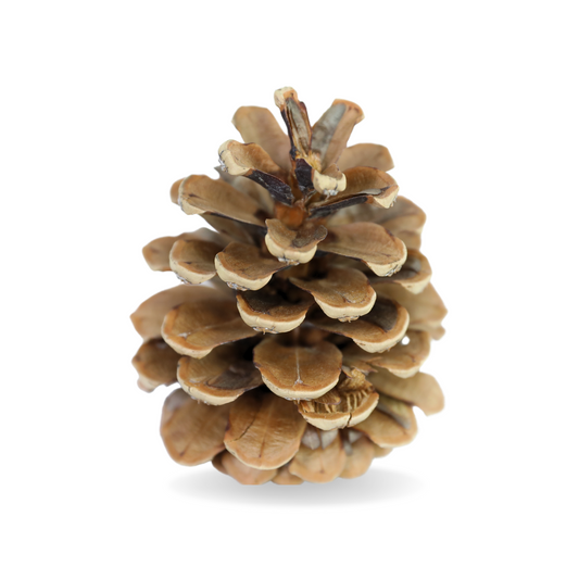 Pinecones - Natural & Frosted
