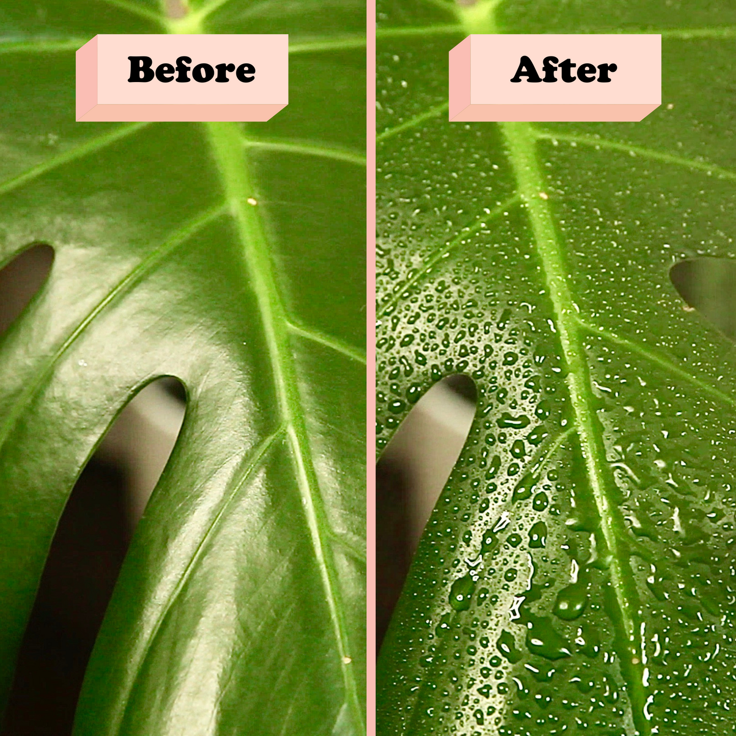 The Original Mossify mistr™