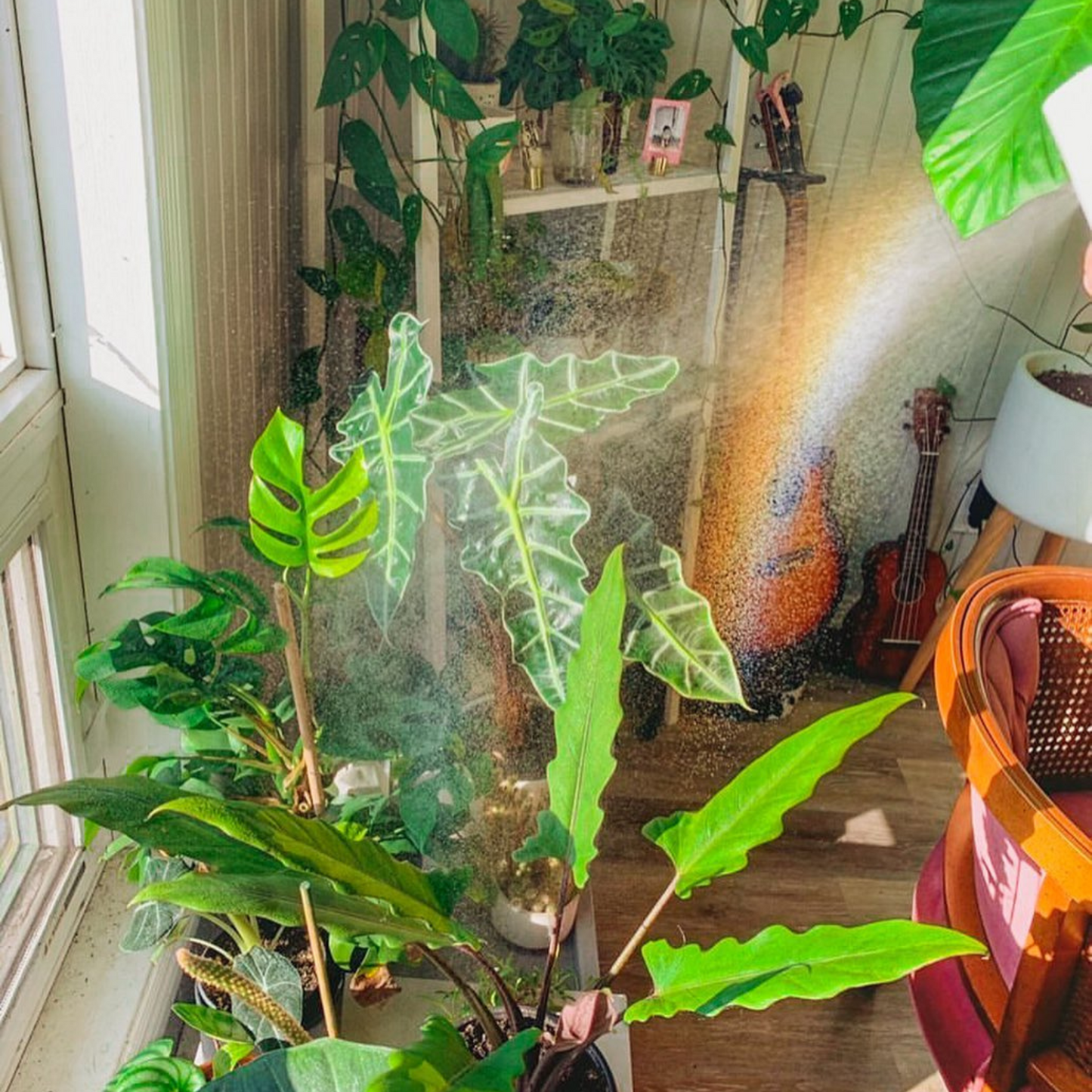 The Original Mossify mistr™