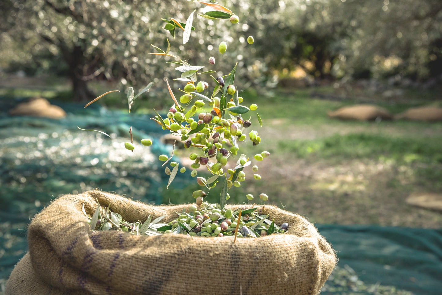 Extra Virgin Olive Oil, 100% ITALIAN Olives, 500 ml