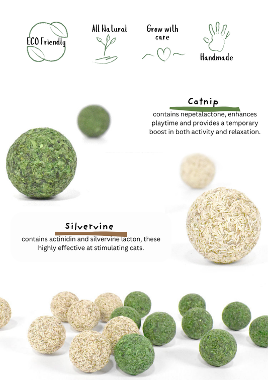 Catnip / Silvervine Teeth Cleaning Beans 5pcs