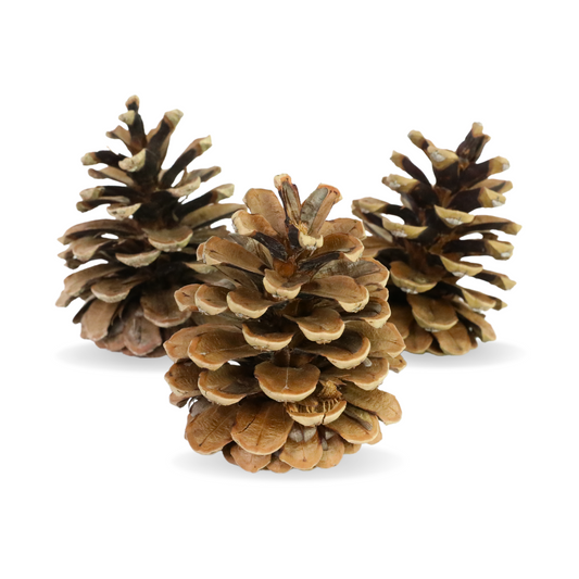 Pinecones - Natural & Frosted